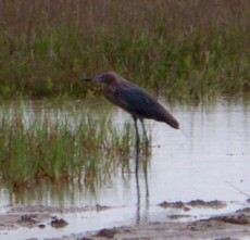 Reddish Egret (Egretta rufescens)